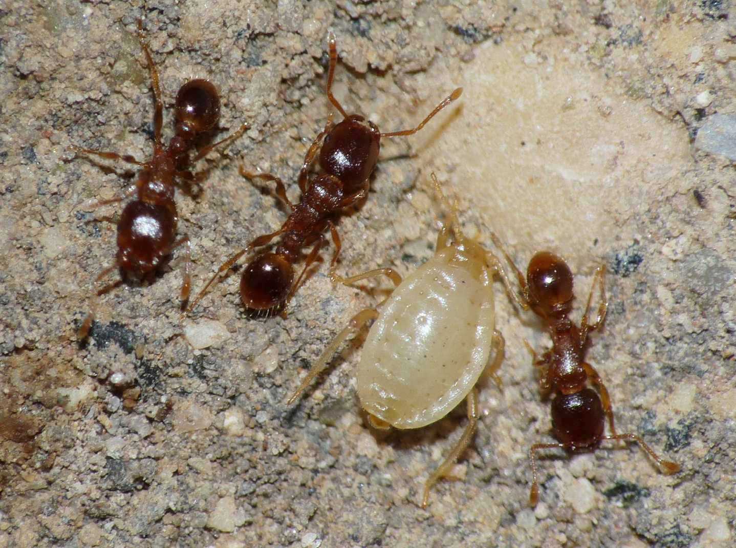 Aphididae ospiti delle formiche Tetramorium : Paracletus cimiciformis